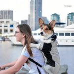 Sac porte chien léger pour excursions